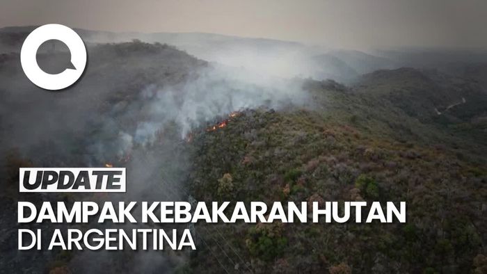 Video: Hewan-hewan Mati Akibat Kebakaran Hutan di Argentina