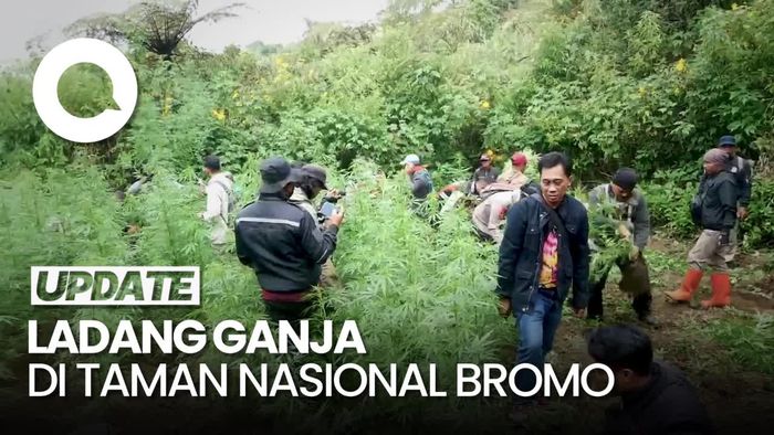 Video: Penampakan Ladang Ganja di Taman Nasional Bromo, 4 Orang Dibekuk!