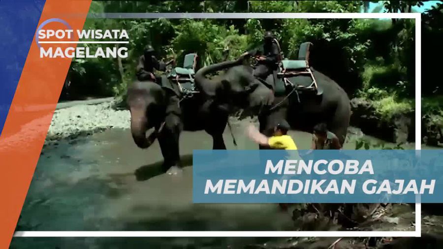 Mencoba Memandikan Gajah di Sungai Dekat Borobudur, Magelang