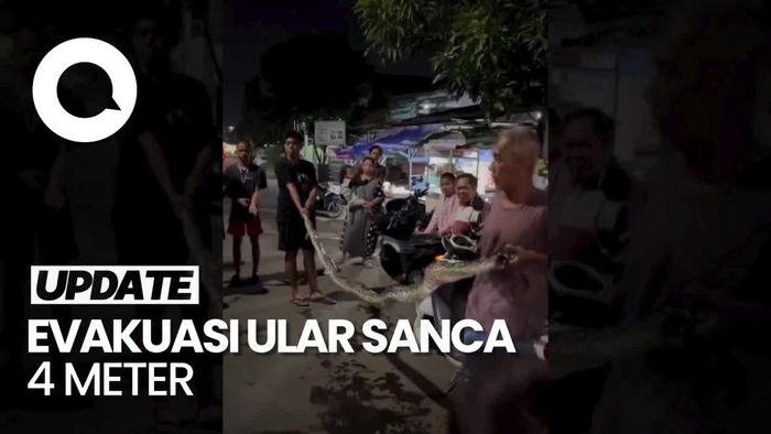 Video Evakuasi Ular Sanca 4 Meter di Bekasi, Sempat Lilit Kaki Warga