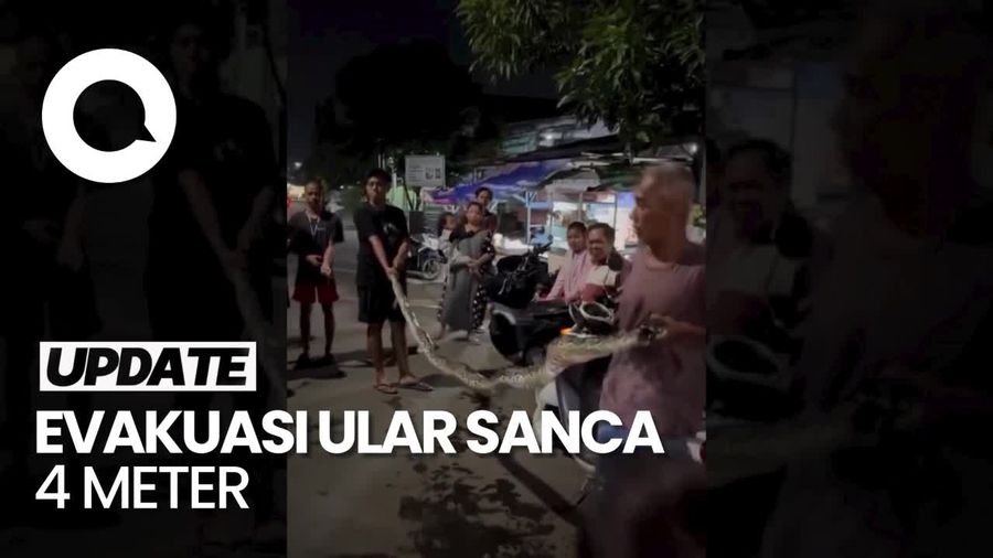 Video Evakuasi Ular Sanca 4 Meter di Bekasi, Sempat Lilit Kaki Warga