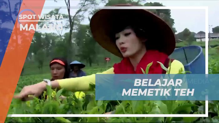 Belajar Memetik Daun Teh di Kebun Wonosari, Kota Malang