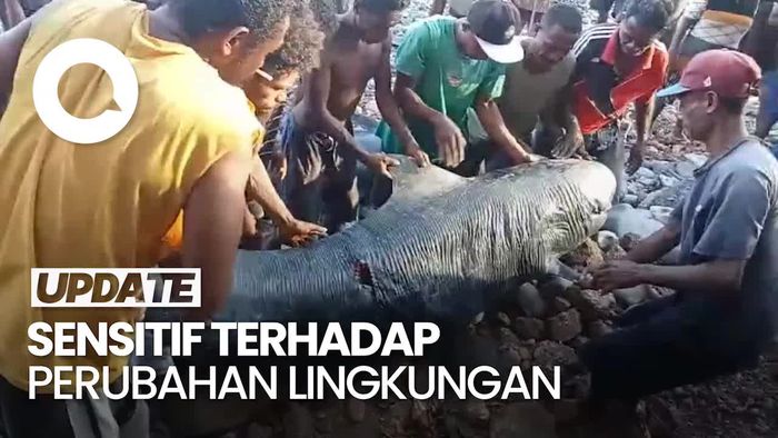 Video: Peneliti Jelaskan Fenomena Paus Pilot Terdampar di NTT