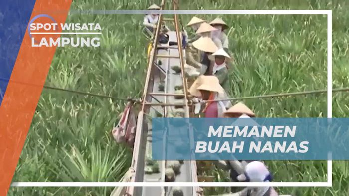 Memanen Buah Nanas di Perkebunan Lampung