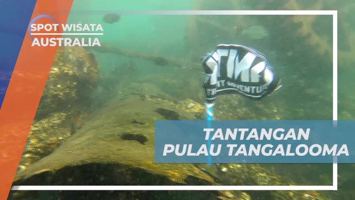 Tantangan Menyelam dan Mencari Bendera di Pulau Tangalooma, Australia