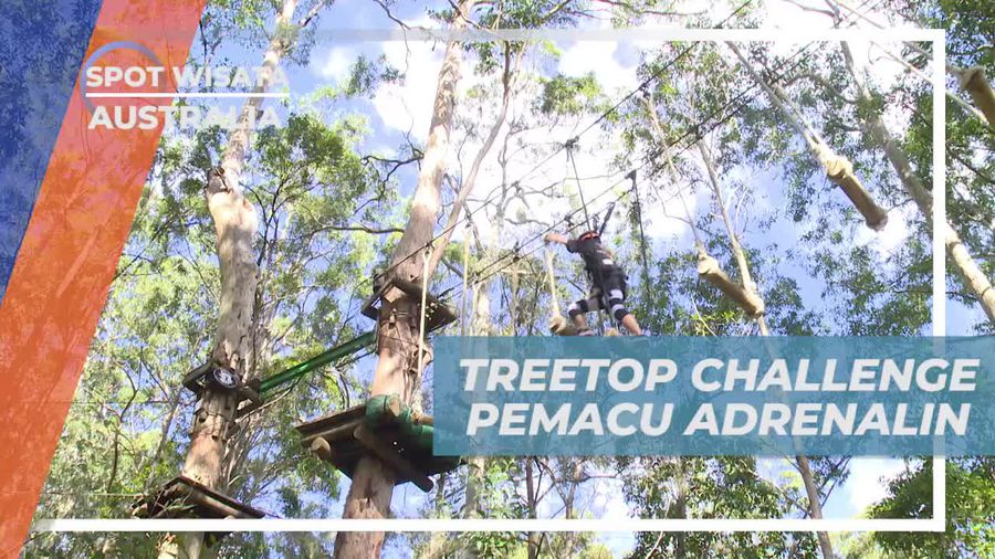 Sensasi Memacu Adrenalin di Treetop Challenge, Australia