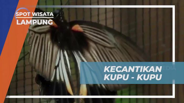 Menyaksikan Proses Metamorfosis Kupu-Kupu di Lampung