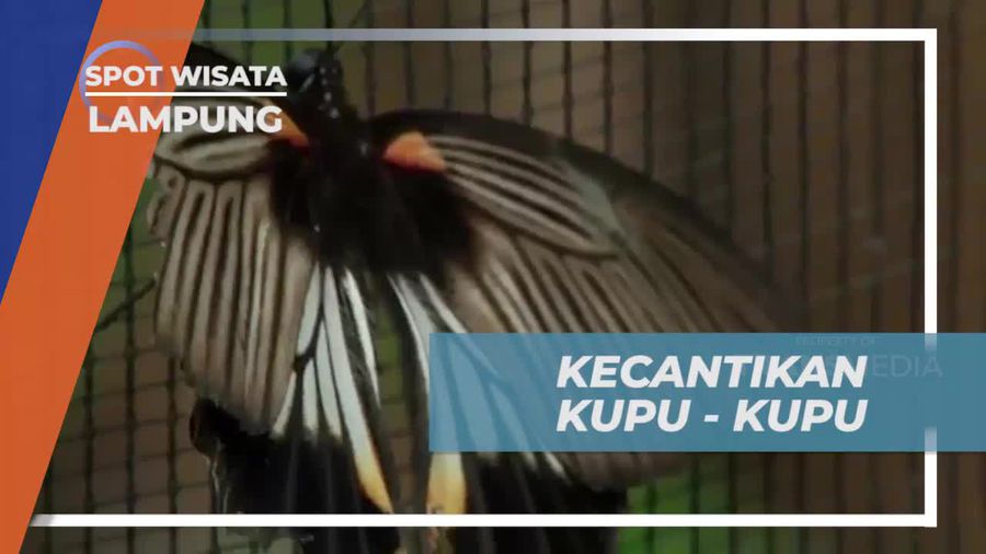 Menyaksikan Proses Metamorfosis Kupu-Kupu di Lampung