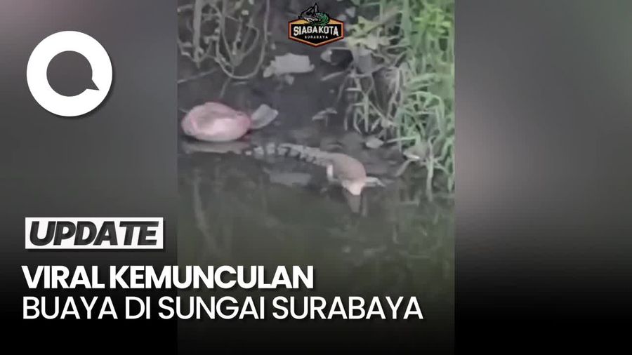 Video: Viral Buaya Muncul di Sungai Surabaya, Masyarakat Diminta Waspada