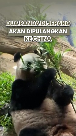 Video: Kesedihan Wisatawan Melepas Kepulangan Panda Ri Ri dan Shin Shin dari Jepang