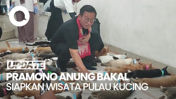 Video: Pramono Ingin Buat Wisata Pulau Kucing Jika Menang Pilgub Jakarta