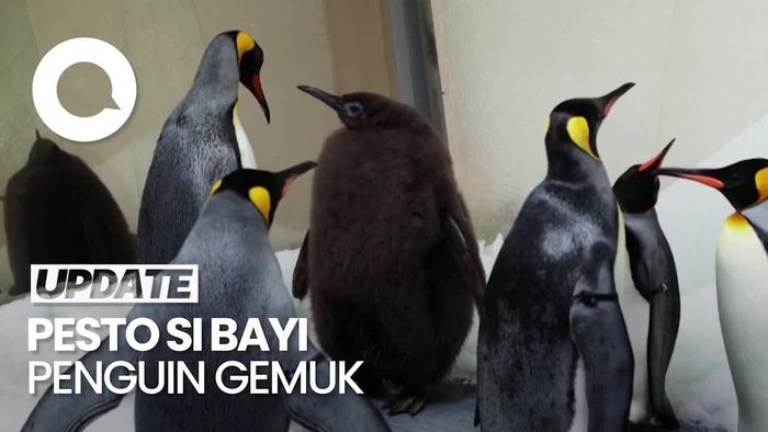 Pesto Si Bayi Penguin Gemoy yang Digemari Katy Perry