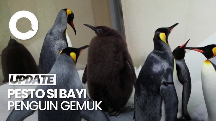 Pesto Si Bayi Penguin Gemoy yang Digemari Katy Perry