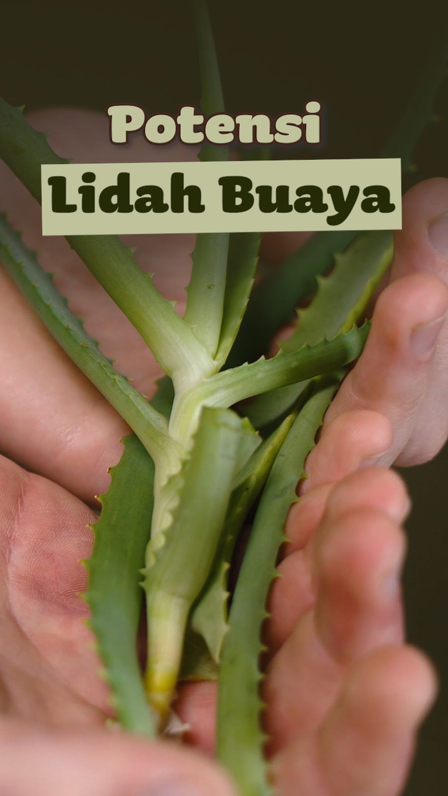 Video: BRIN Kembangkan Lidah Buaya untuk Cegah Stunting