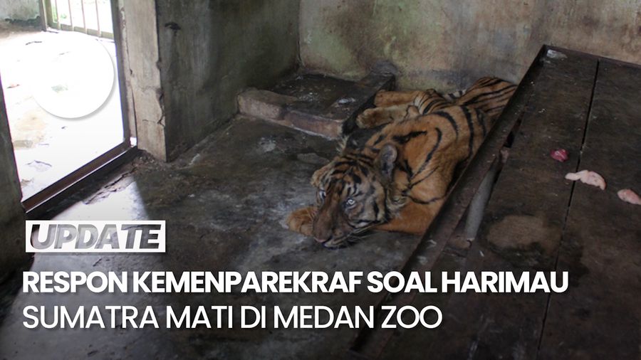  Kemenparekraf Sayangkan Kembali Matinya Harimau Sumatra di Medan Zoo