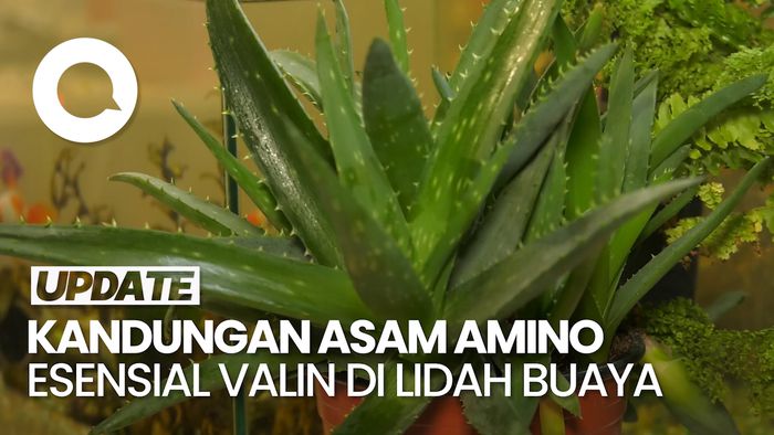 Periset BRIN Sebut Lidah Buaya Punya Kandungan untuk Tingkatkan Fokus Mental