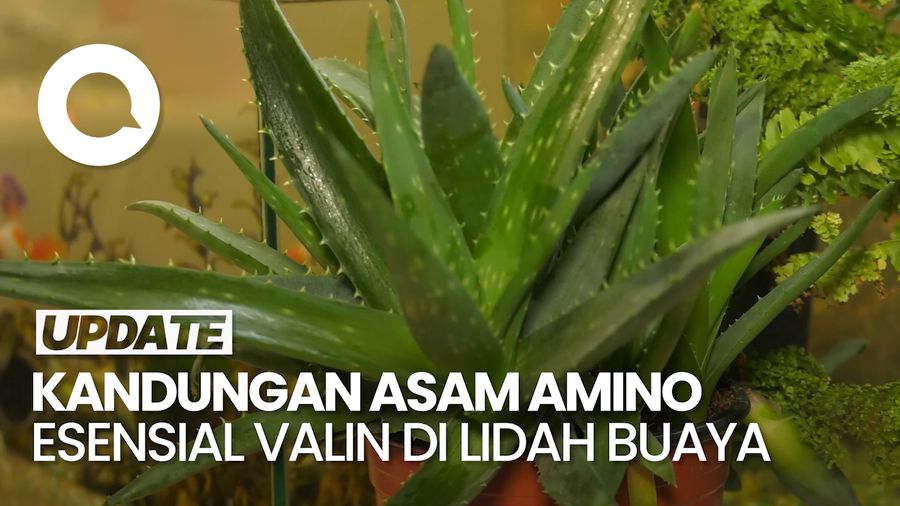 Periset BRIN Sebut Lidah Buaya Punya Kandungan untuk Tingkatkan Fokus Mental
