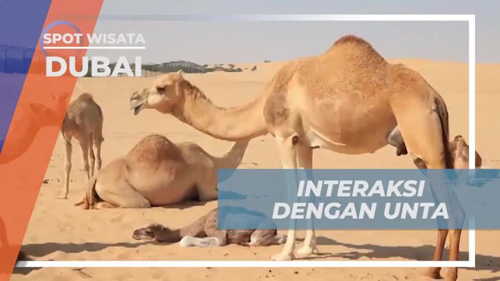 Rasakan Interaksi Menyenangkan dengan Unta di Dubai