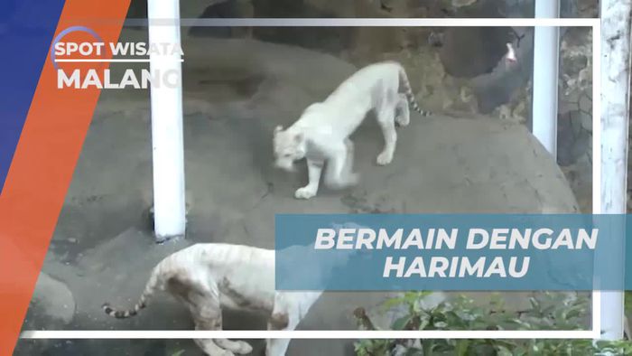 Mencoba Tantangan Memancing Harimau di Kota Malang