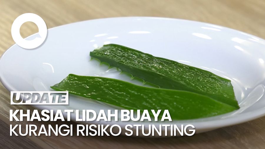 Video Riset BRIN: Manfaat Lidah Buaya dalam Pencegahan Stunting 
