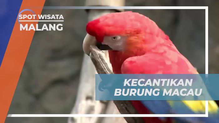 Temukan Kecantikan Burung Macau di Kebun Binatang Kota Malang