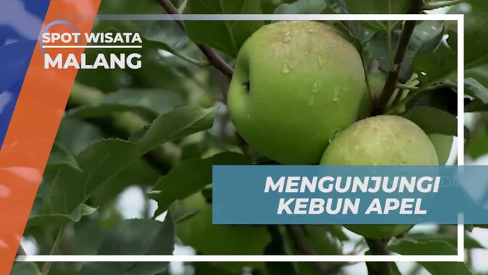 Nikmati Pengalaman Memetik Apel di Kebun Apel Kota Malang