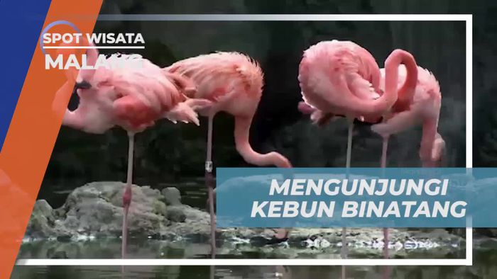 Kunjungi Kebun Binatang yang Menarik di Malang