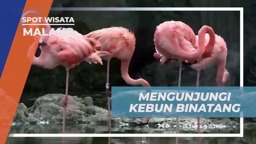 Kunjungi Kebun Binatang yang Menarik di Malang