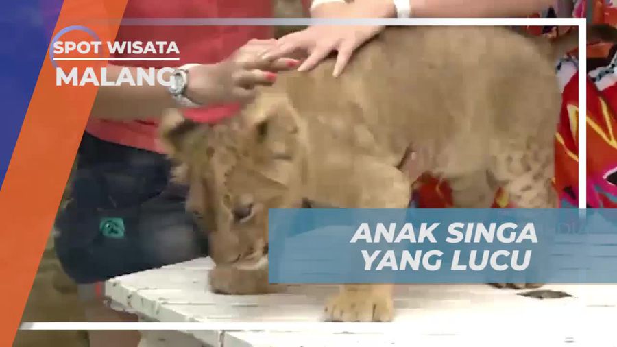 Bermain dengan Anak Singa yang Lucu di Kota Malang