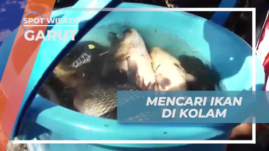 Menangkap Ikan Seru di Kolam Penginapan Garut