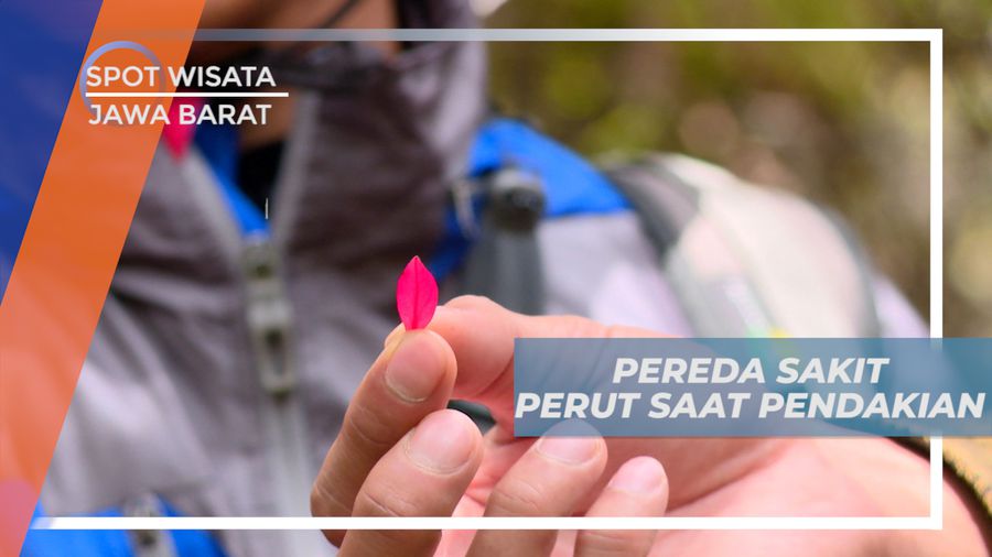 Menemukan Obat Herbal untuk Meredakan Sakit Perut di Gunung