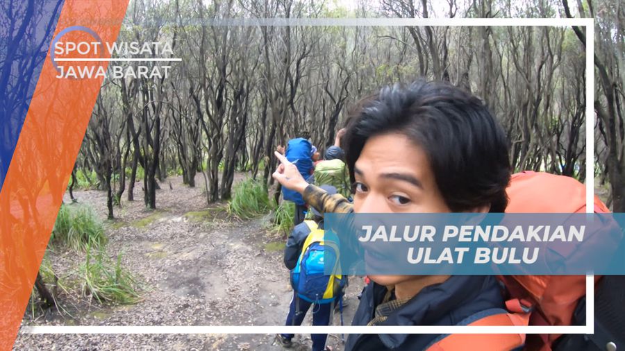 Menghindari Ulat Bulu Saat Melintasi Jalur Pendakian