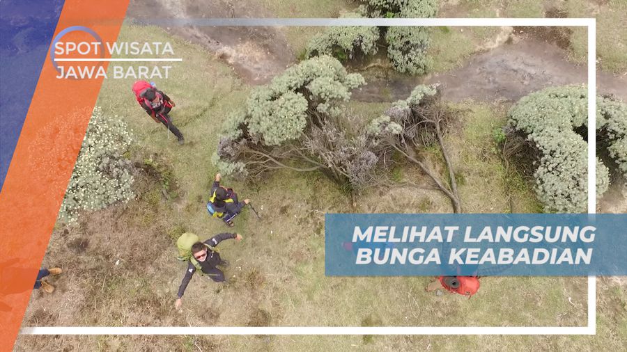 Menikmati Keindahan Bunga Edelweiss di Gunung Papandayan Tasikmalaya