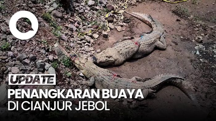 Video: Momen Penangkapan Buaya 3 Meter yang Lepas dari Penangkaran Cianjur