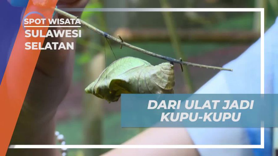 Menyaksikan Metamorfosa Kupu-Kupu di Taman Nasional Bantimurung