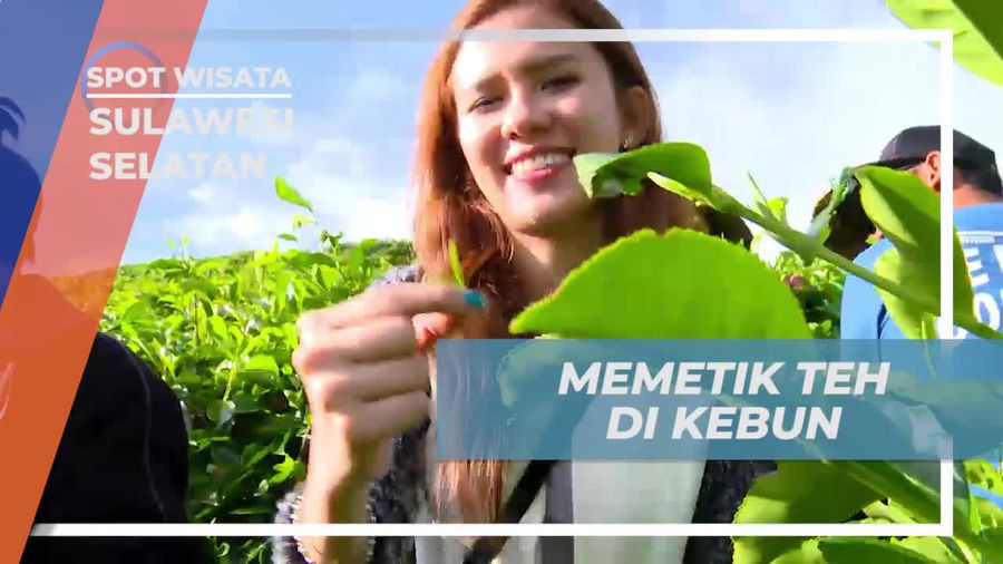 Belajar Memetik Daun Teh di Kebun Malino Highland, Sulawesi Selatan