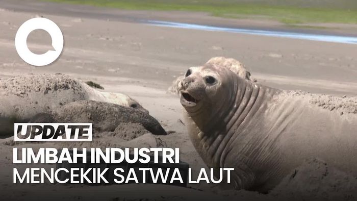  Video: Tumpukan Sampah-Bangkai Hewan di Pantai Argentina, Imbas Limbah Industri