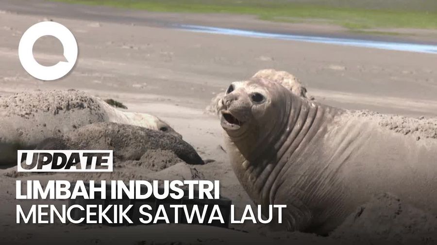  Video: Tumpukan Sampah-Bangkai Hewan di Pantai Argentina, Imbas Limbah Industri