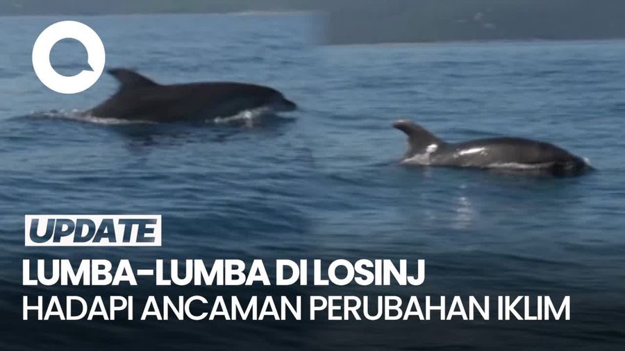 Video: Potret Lumba-lumba di Losinj yang Bertahan di Tengah Perubahan Iklim