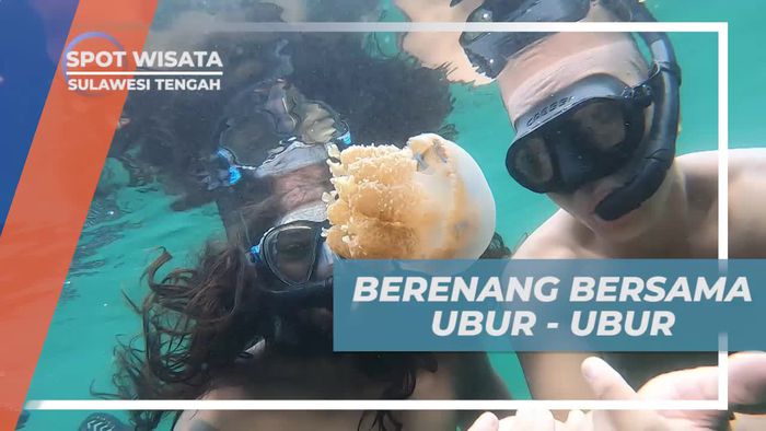 Berenang dan Berinteraksi dengan Ubur-ubur di Danau Mariona, Sulawesi Tengah