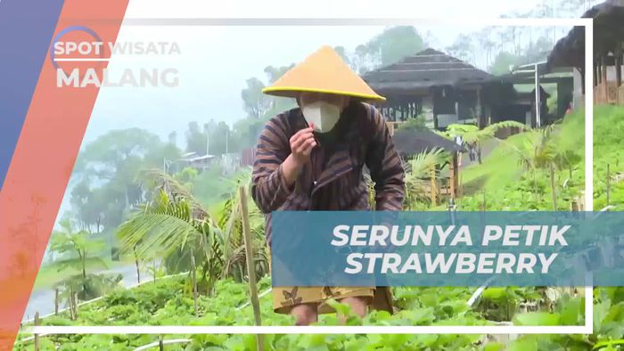 Keseruan Memetik Strawberry di Lembah Indah, Kota Malang