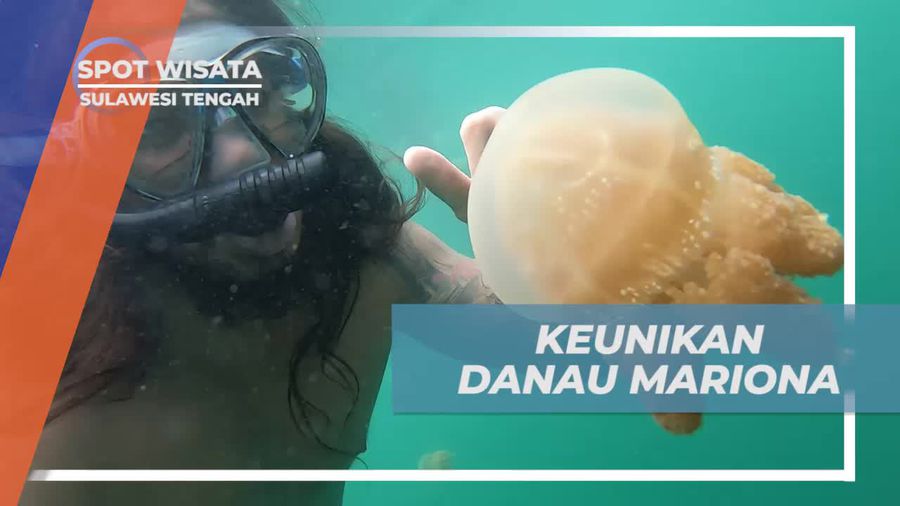 Menemukan Keunikan Ubur-Ubur di Danau Mariona, Sulawesi Tengah