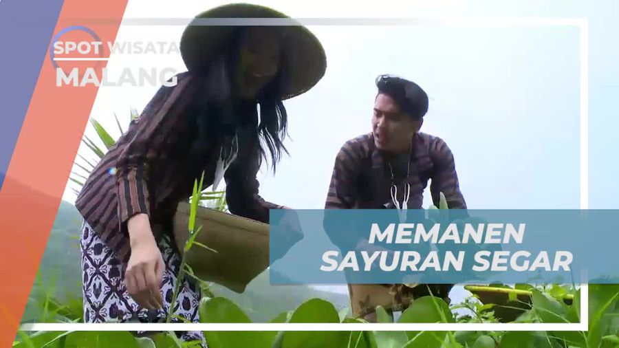 Memanen Sayuran Segar di Lembah Indah, Kota Malang