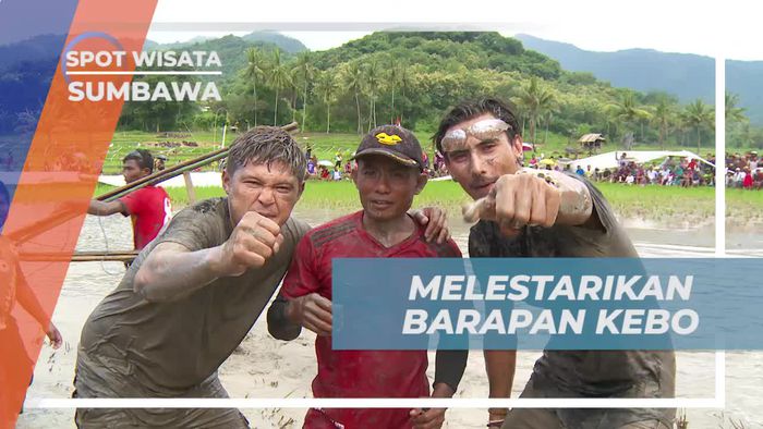 Upaya Melestarikan Tradisi Barapan Kerbau di Sumbawa