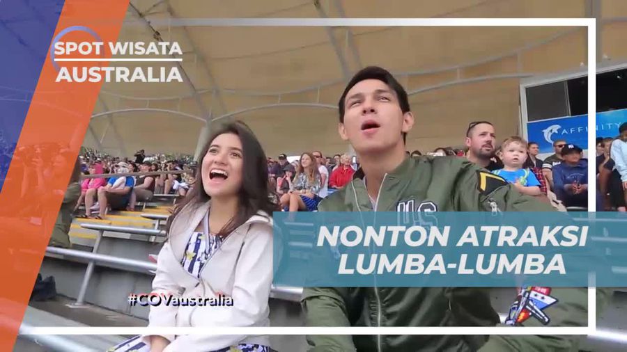 Atraksi Lumba-Lumba Seru di Sea World, Australia
