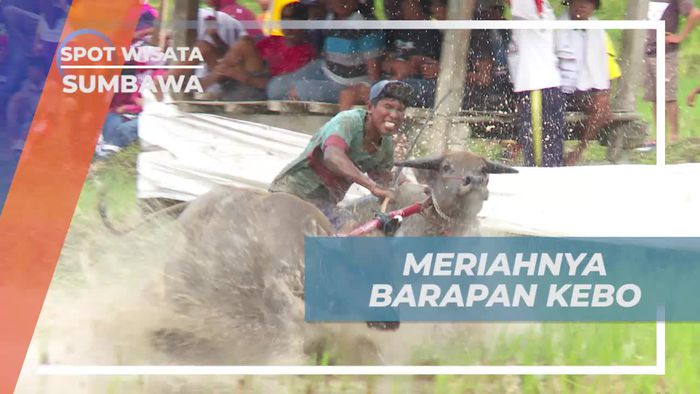 Menyaksikan Kecepatan Barapan Kerbau di Tengah Sawah, Sumbawa