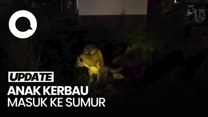 Video: Heboh Anak Kerbau Terjebak dalam Sumur di Tasikmalaya