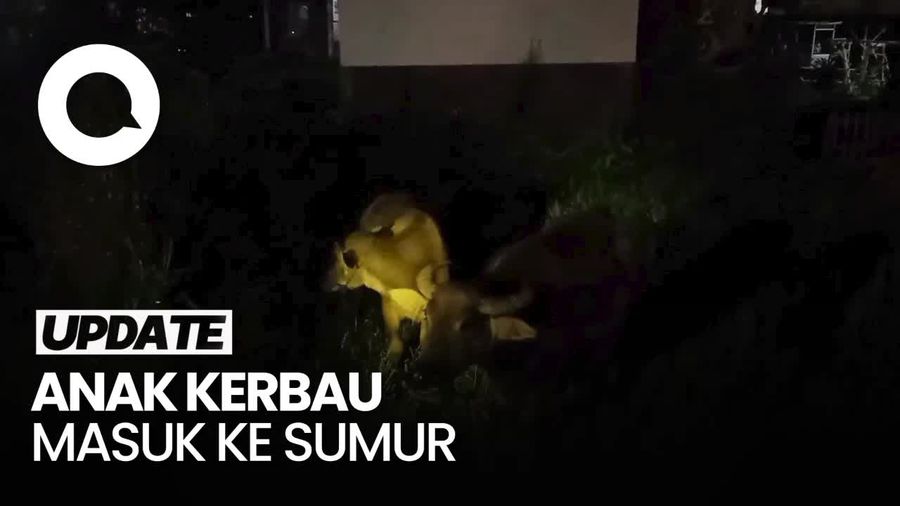 Video: Heboh Anak Kerbau Terjebak dalam Sumur di Tasikmalaya