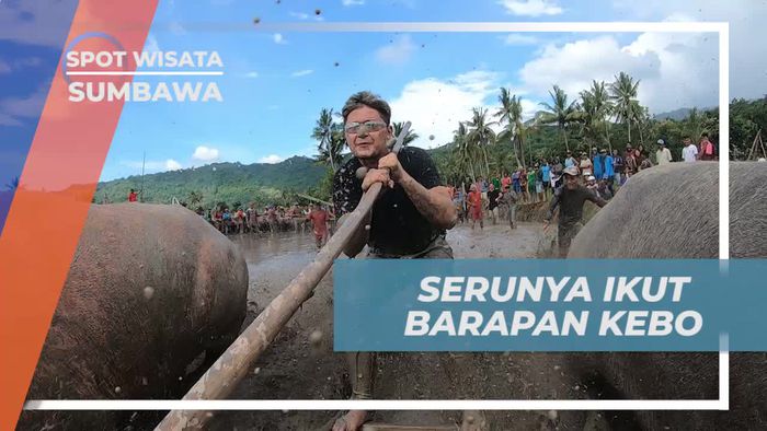 Merasakan Tantangan Seru Ikut Barapan Kerbau di Sumbawa