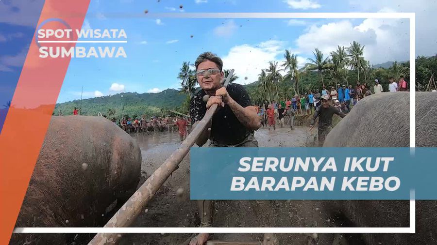Merasakan Tantangan Seru Ikut Barapan Kerbau di Sumbawa